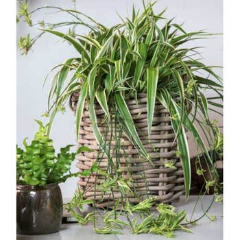 Chlorophytum - variegated spider plant