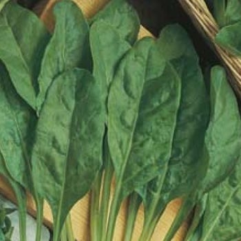 perpetual spinach seed