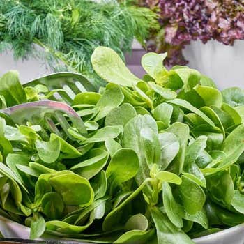 spinach seed