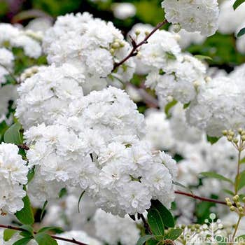 Spiraea (May bush) double form
