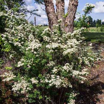 Spiraea Snowmound - May bush