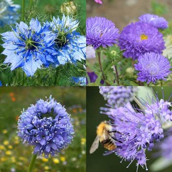 Splash of Blue mix annual - seed