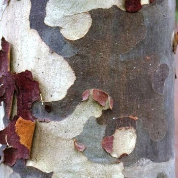 Corymbia maculata  spotted gum