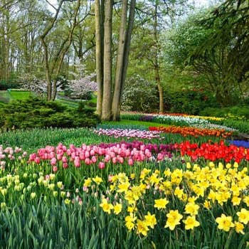 Spring Flowering Bulbs