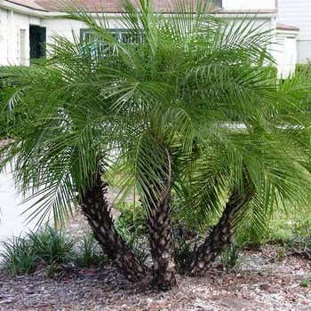 Phoenix palms