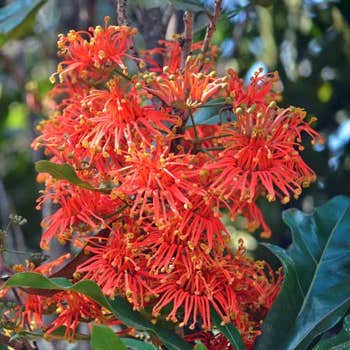 firewheel tree in full flower
