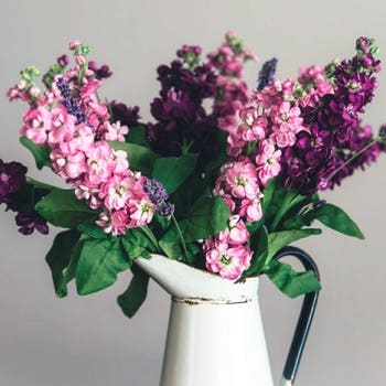 scented stocks cut flower seed