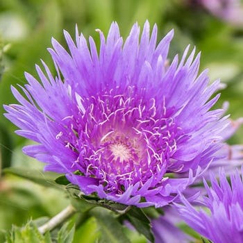 Stokesia Mel's Blue - stokes aster