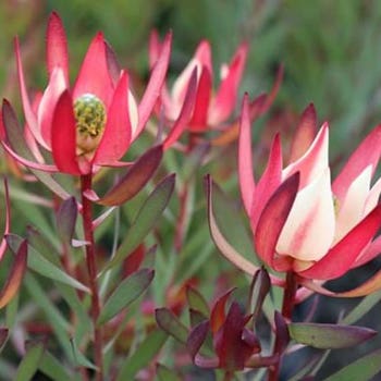 Leucadendron Strawberries & Cream