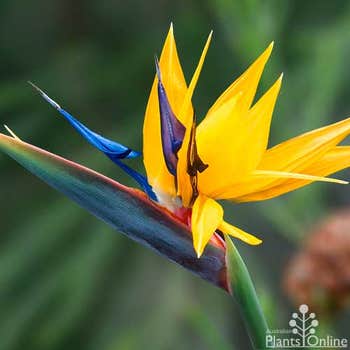 Strelitzia reginae Mandela's Gold