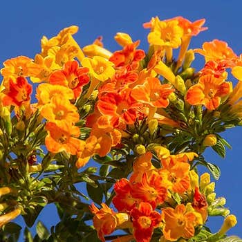 marmalade bush