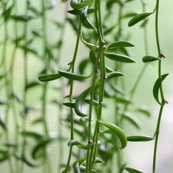 Senecio string of bananas