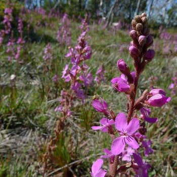 Stylidium Raptor - dinosaur grass