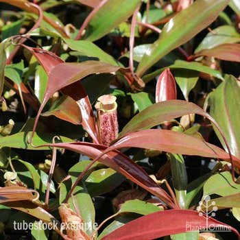 Nepenthes Suki bronze leaf pitcher plant