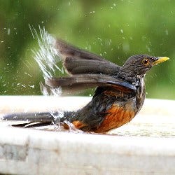 add some water for wildlife