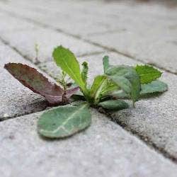 weed those paths