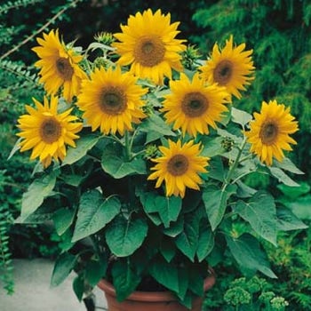 Sunflower Dwarf Sunsation - seed
