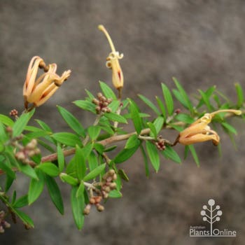 Grevillea Sunkissed flowerstem