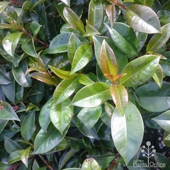 Syzygium Superior - lilly pilly