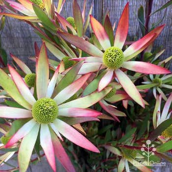 Leucadendron Superstar