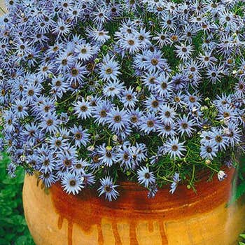 swan river daisy blue star seed