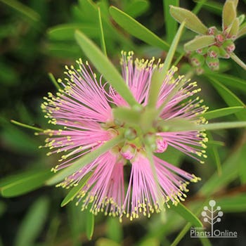 Sweet Burst™ bottlebrush