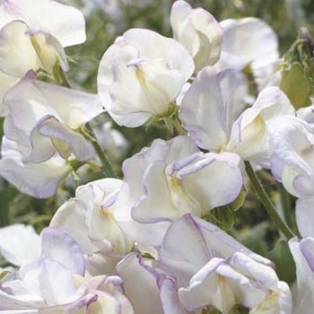 white sweet pea seed hi scent