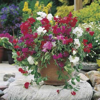 patio sweet pea seed
