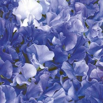 shades of blue sweet pea seeds