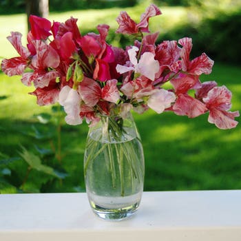 Sweet Pea Ripple mix - seed