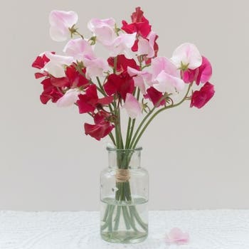 Sweet Pea Explorer - seed