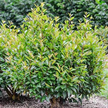 Syzygium Baby Boomer