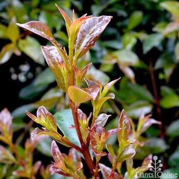 Syzygium Cheetah leaf colour