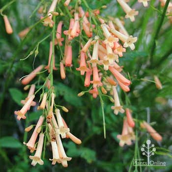 Tangerine Falls orange Russelia