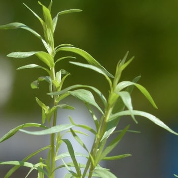 tarragon seed
