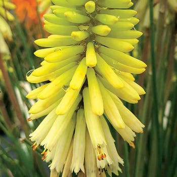 Kniphofia Poco Citron - red hot poker