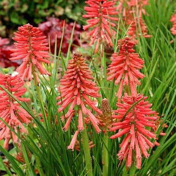Kniphofia Poco Red - red hot poker
