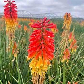 Kniphofia Rocket Jr - red hot poker