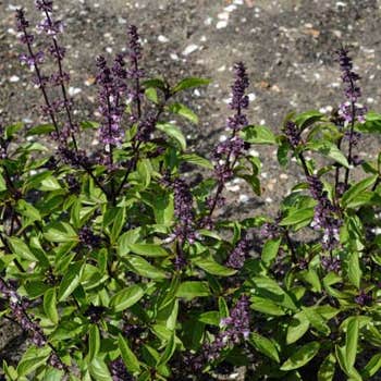 Basil Thai - seed