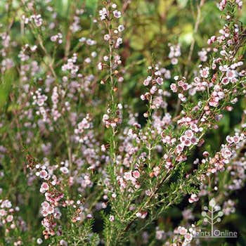 pale pink Thryptomene FC Payne in flower