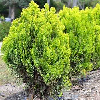 Thuja aurea nana - golden biota 
