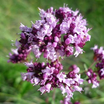 Thymus citriodorus - lemon thyme