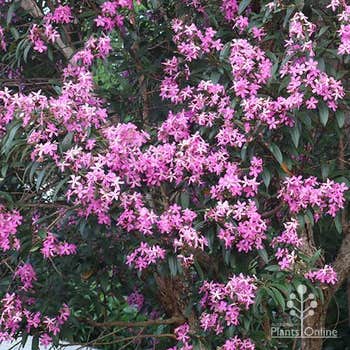 Tibouchina Kathleen big pink flowers