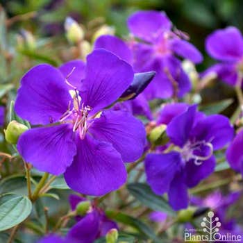 Tibouchina Little Beauty flower