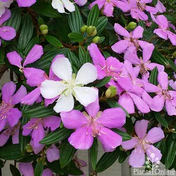 Tibouchina Noelene