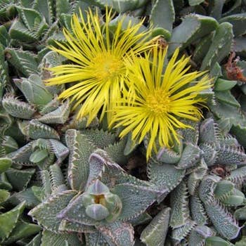 Faucaria tigrina - tiger jaws - succulent