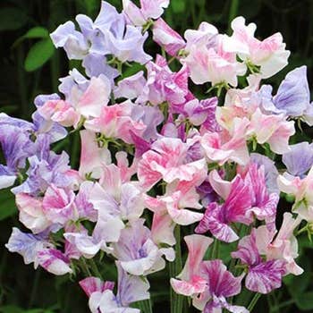 striped sweet pea seeds tiller girls