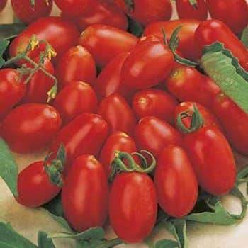 cherry roma organic tomato seed