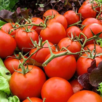 tomato Grosse Lisse seeds