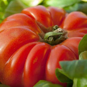 tomato rouge de marmande seed